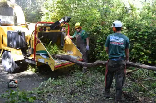 tree services Silverthorne